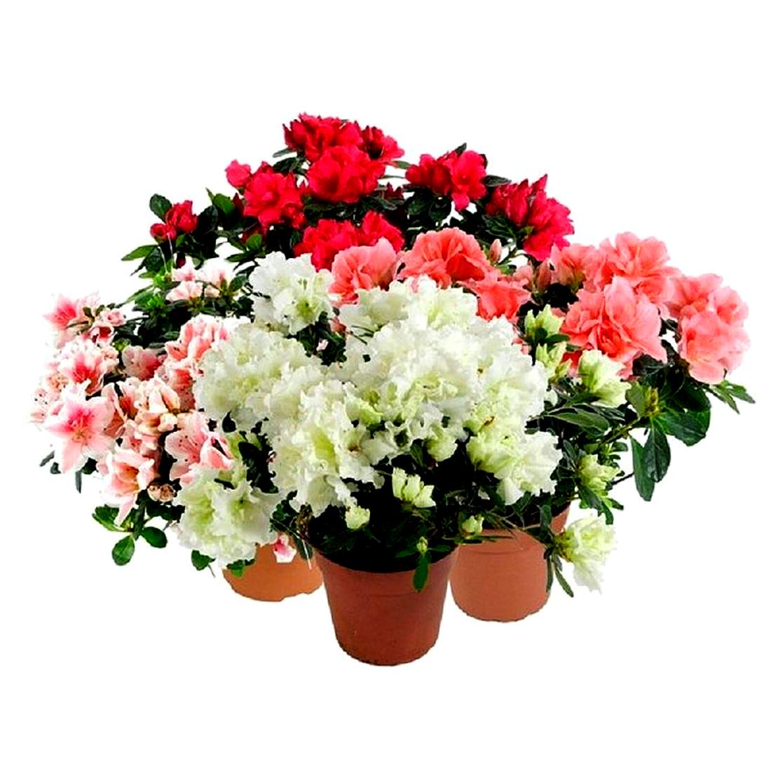 Азалия комнатная купить в москве суровикино доставка цветов по городу